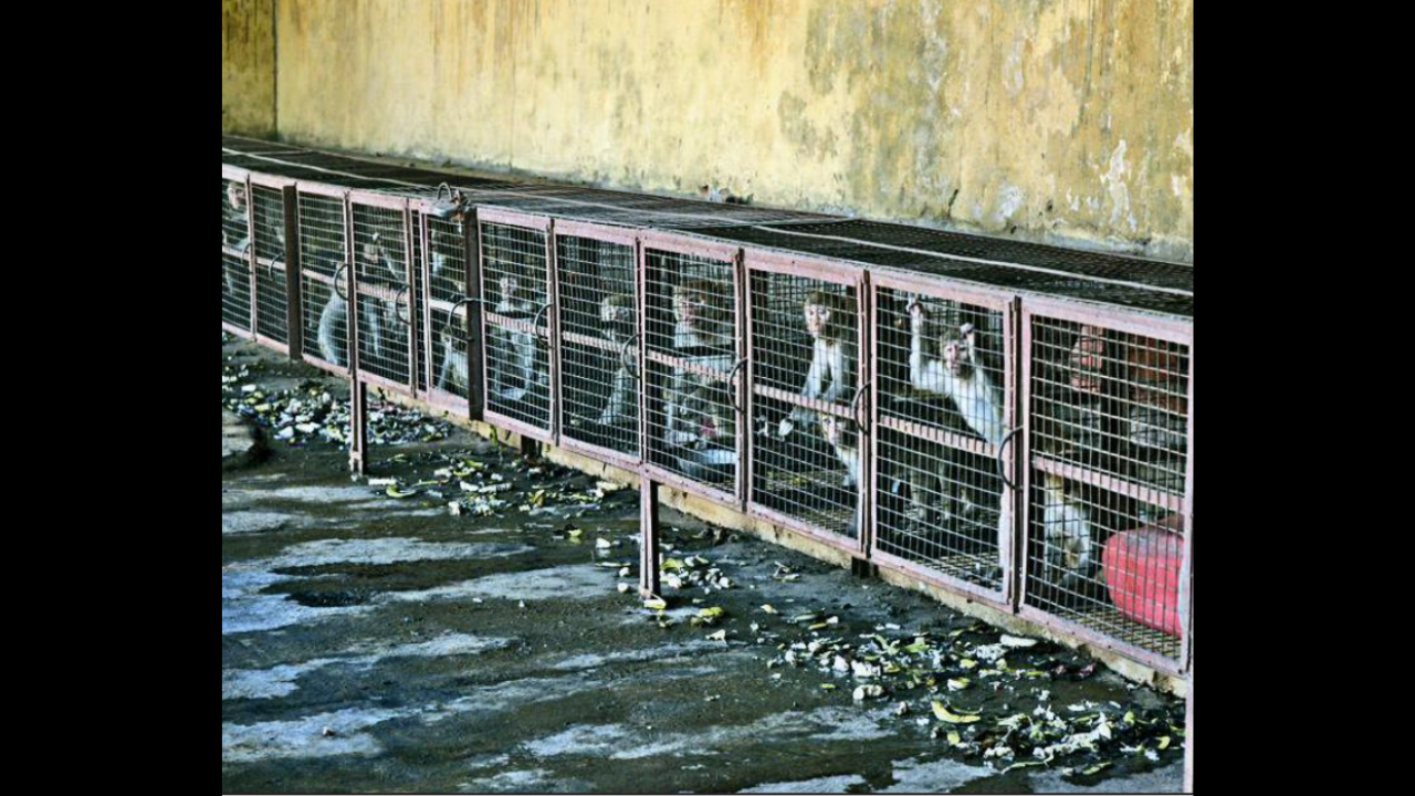 Monkeys kept in cages at Sanjay Bazar in Jaipur on Friday. They are released in the wild once all the cages are filled