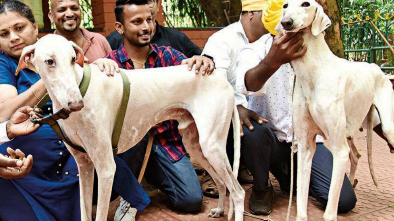 how long do mudhol hound live