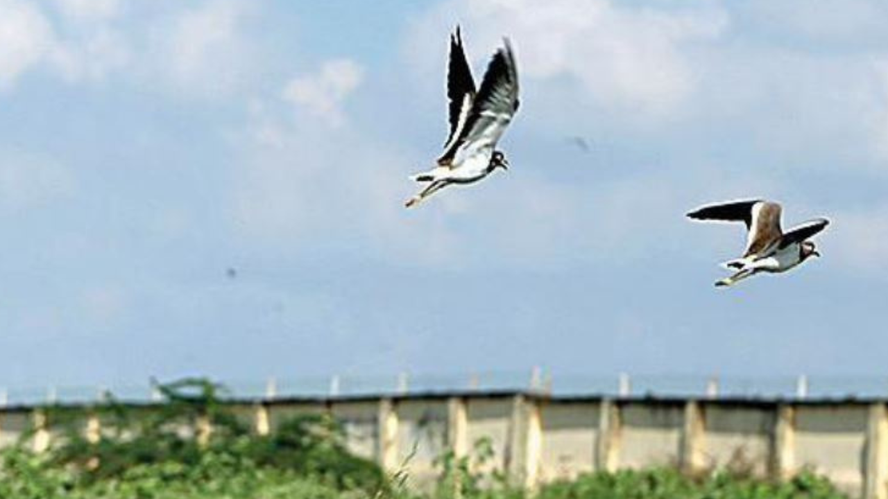 Airport authorities have deployed a person at every 200 metres to chase the birds away