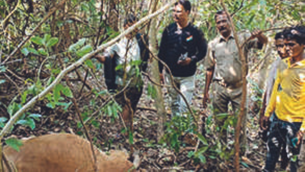 Forest officials at the site where the carcass of a cow was found