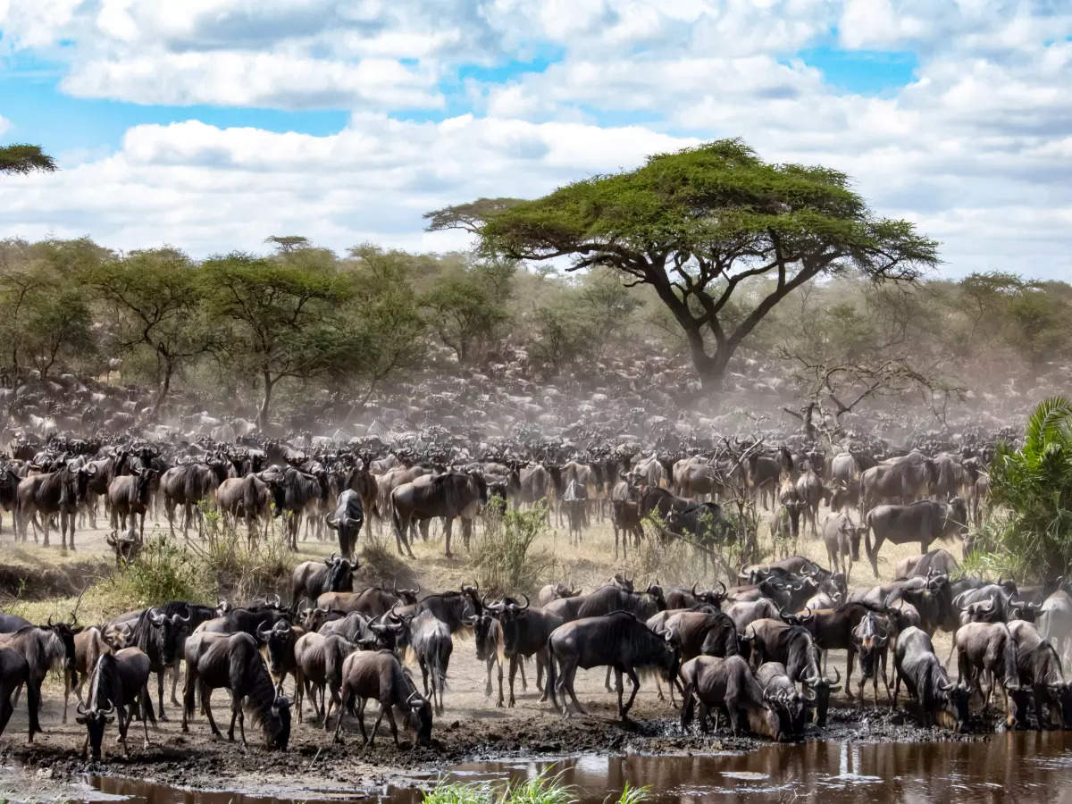 Captivating wildlife migrations around the world | Times of India Travel