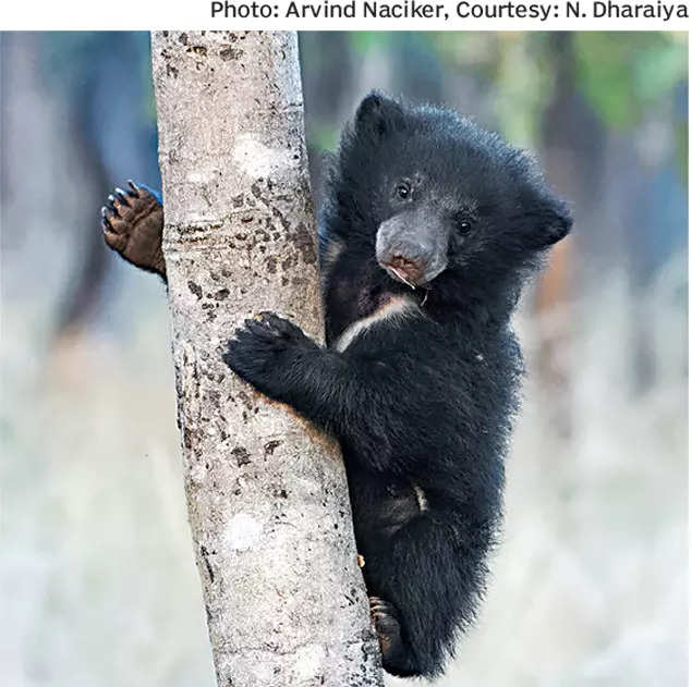 Sloth bears, part of India's natural wealth, face human-animal conflicts  now' | India News - Times of India