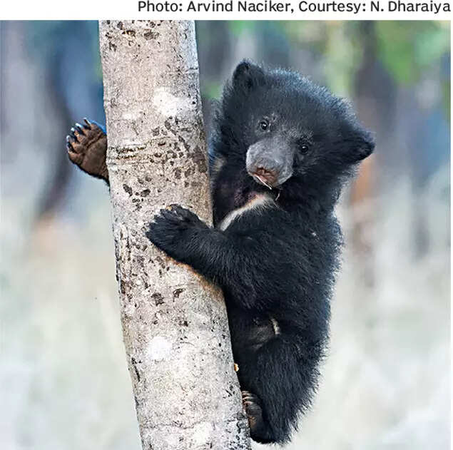 Sloth bears, part of India's natural wealth, face human-animal conflicts now' | India News - Times of India Sloth bears, part of India's natural wealth, face human-animal conflicts now' | India News - Times of India