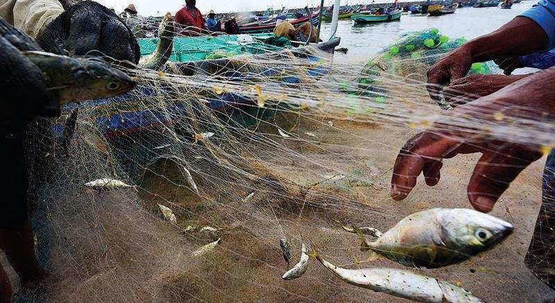 Fishermen attributed the catch to the largescale migration of schools of the fish to Goa’s coast due to favourable water temperature and winds