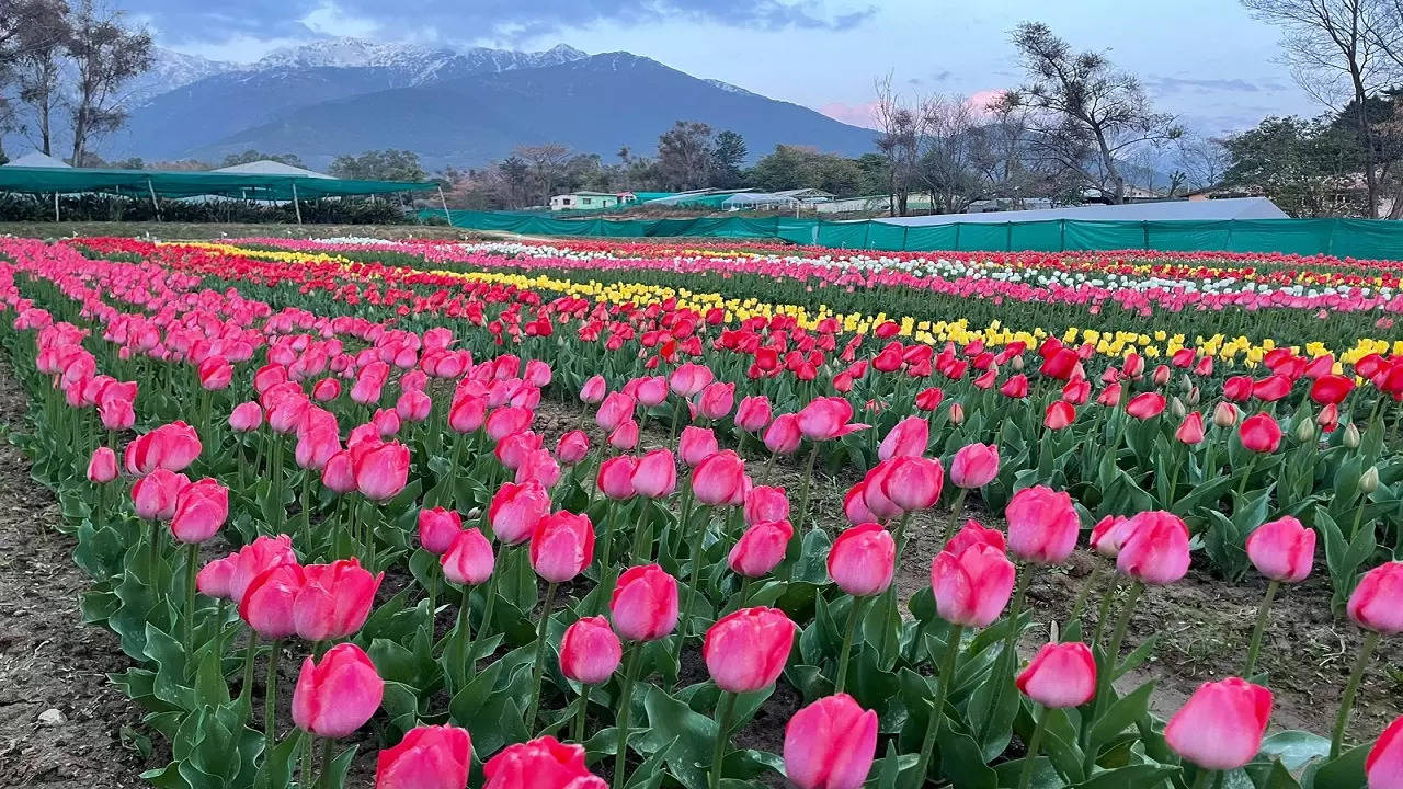 Bhavya informed that the flowers would bloom in February, 2023 and the tulip garden would be opened for general public from mid February to mid March 2023.