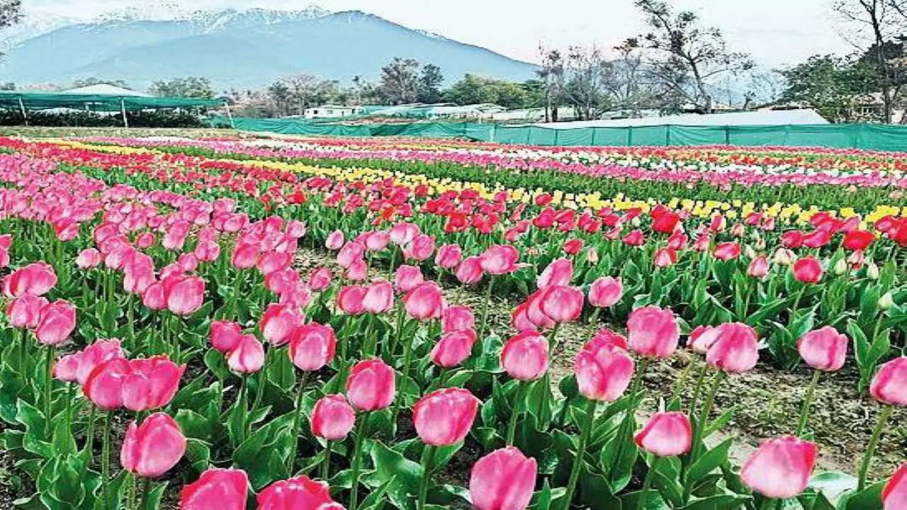 40,000 tulip bulbs of various colours have been planted in Palampur 