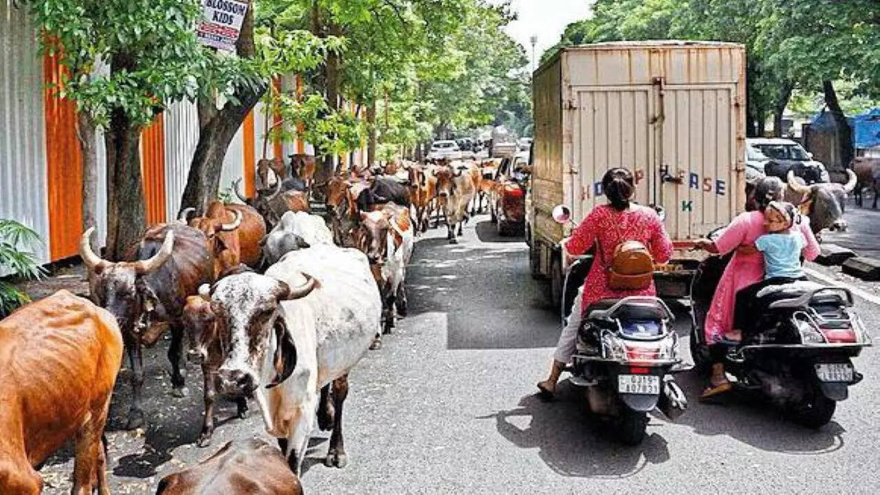 Kosamba, Surat Map, Property Rates, Projects, Photos, Reviews, Info