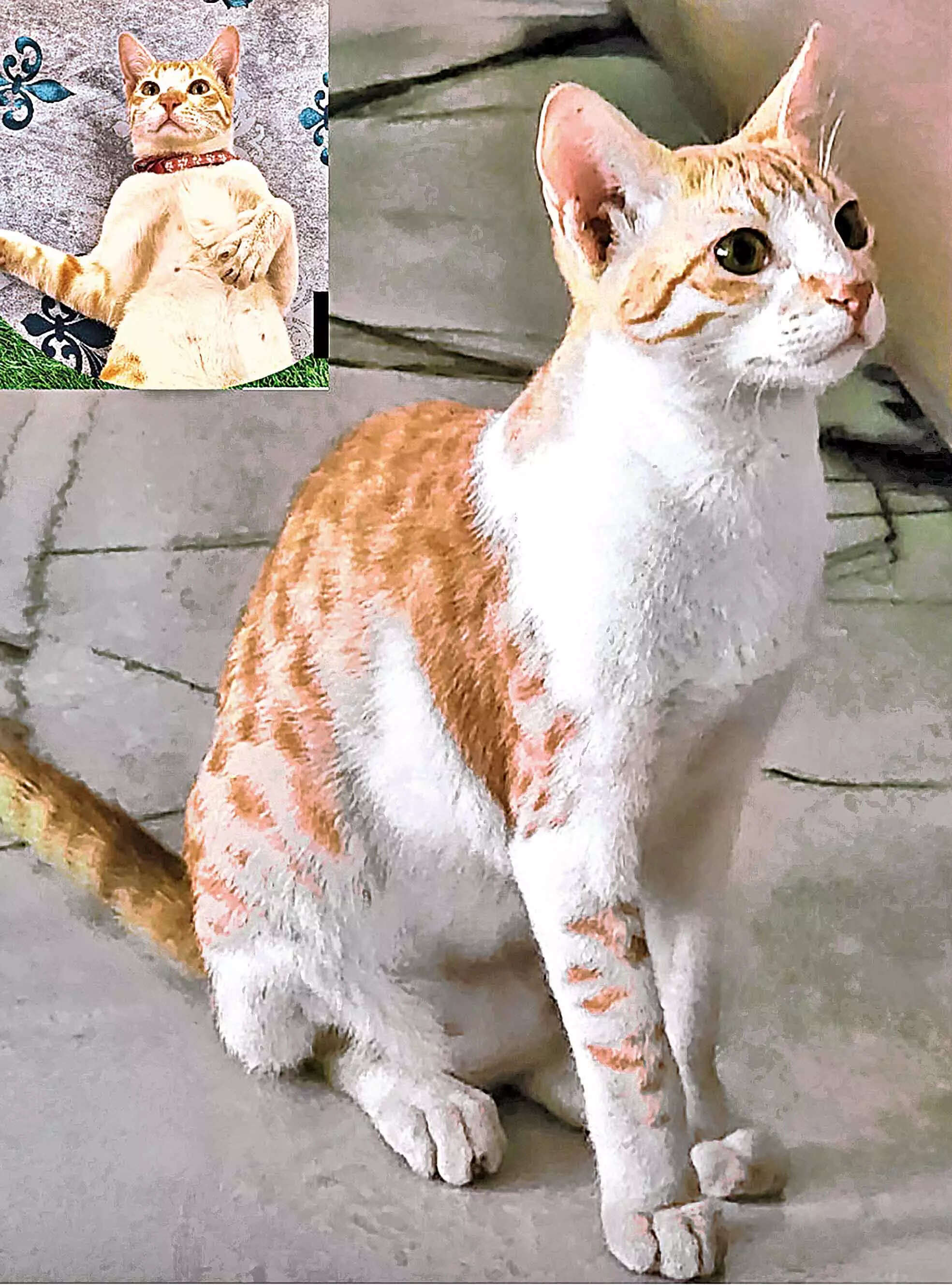 pg3_missing_cat6
