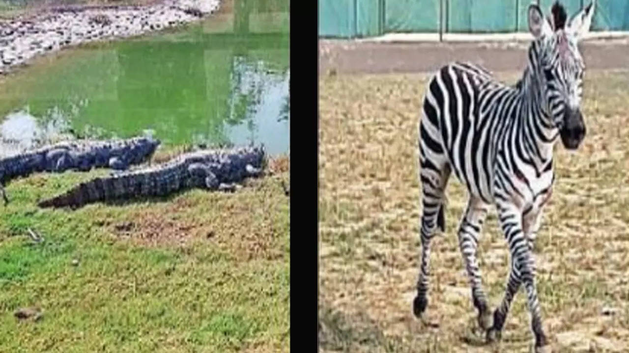The mini zoo currently houses a zebra, crocodiles, deer and birds