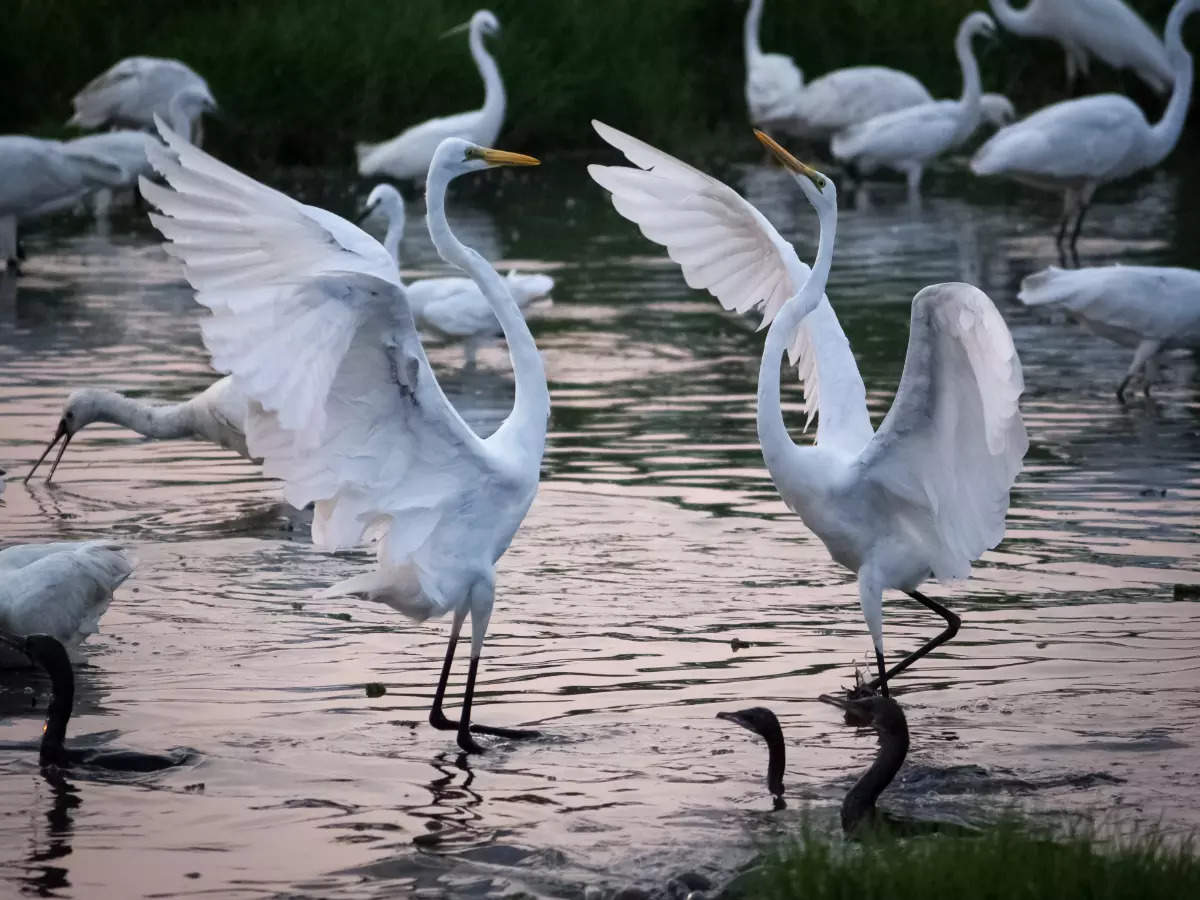 Andhra Pradesh’s Kolleru Lake is a wildlife hotspot; here’s why