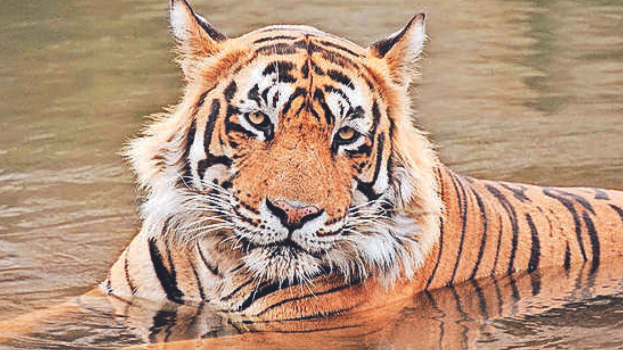 International Tiger Day How I Spotted Tigers in National Parks in India   Veena World