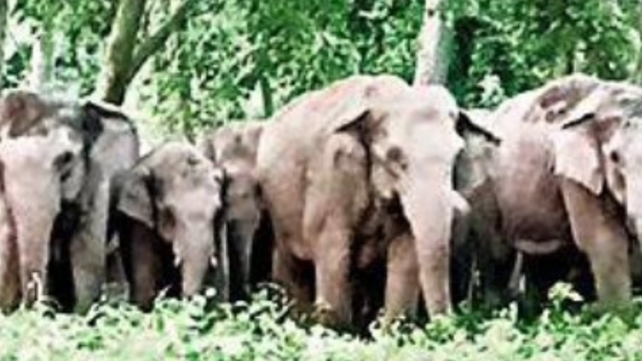 Civil Lines, Bareilly Map, Property Rates, Projects, Photos, Reviews, Info