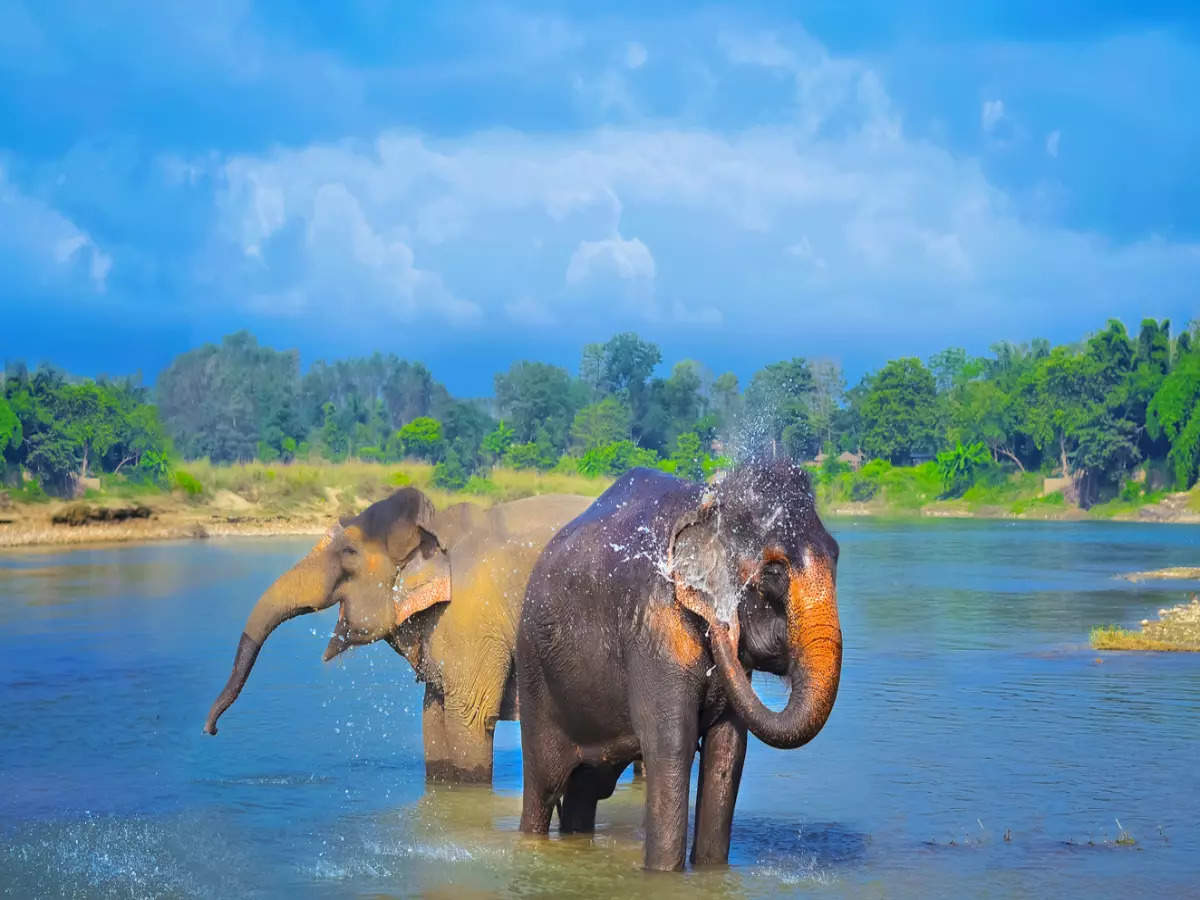 Go wild this January: Offbeat wildlife experiences in India