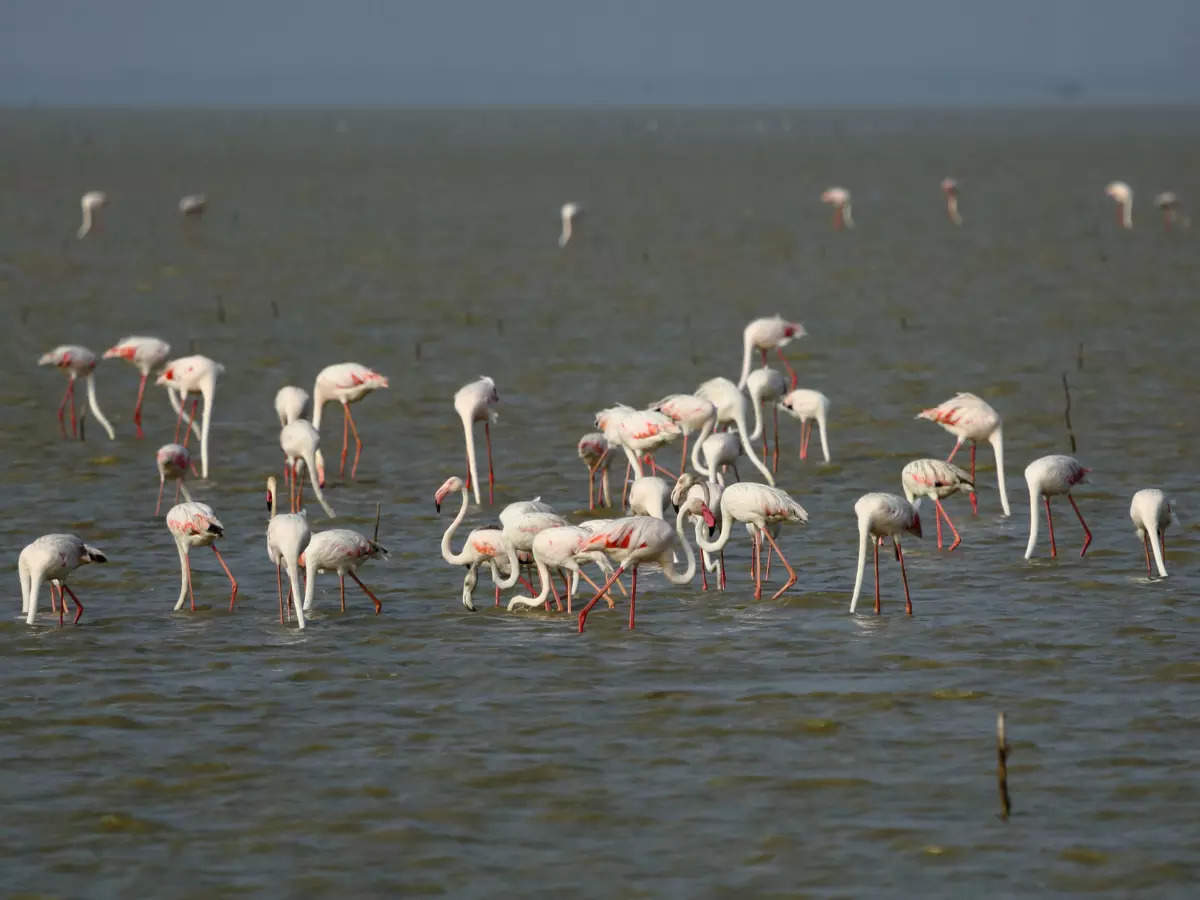 Experience the best of nature at the ongoing Flamingo Festival in Andhra Pradesh