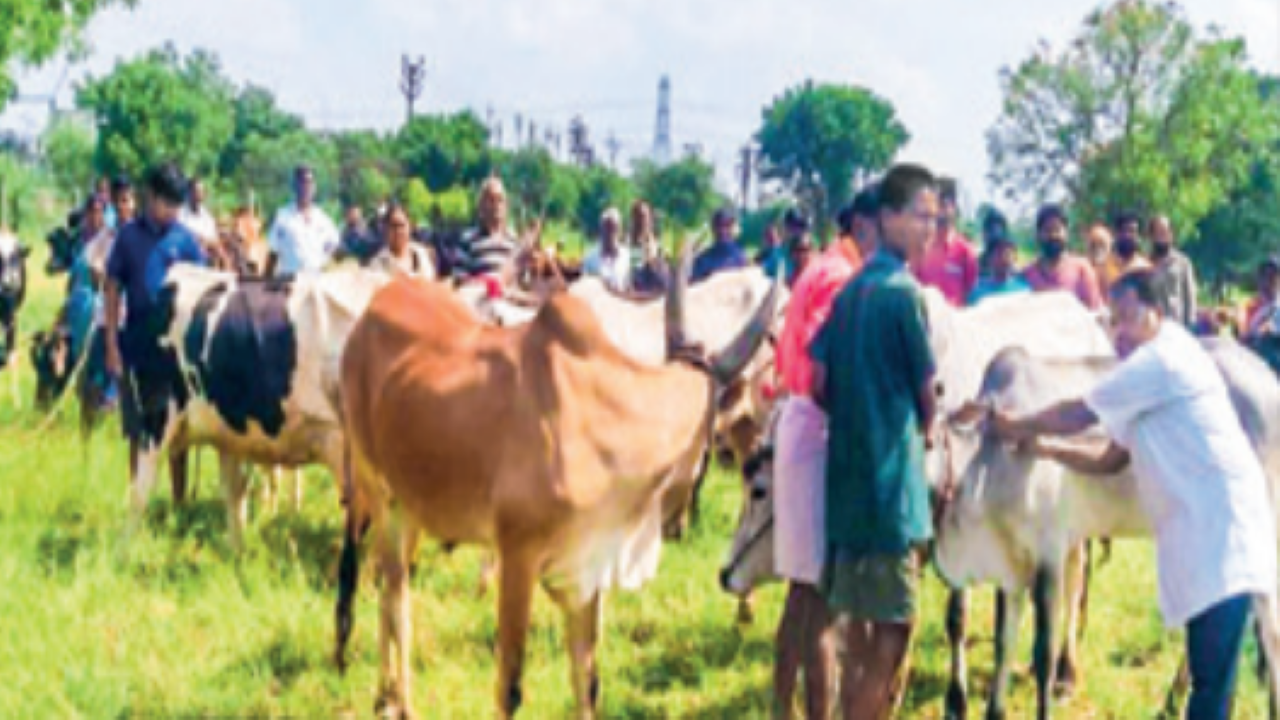 Animal husbandry department steps up Vaccination drive against lumpen skin  disease in Tamil Nadu | Coimbatore News - Times of India