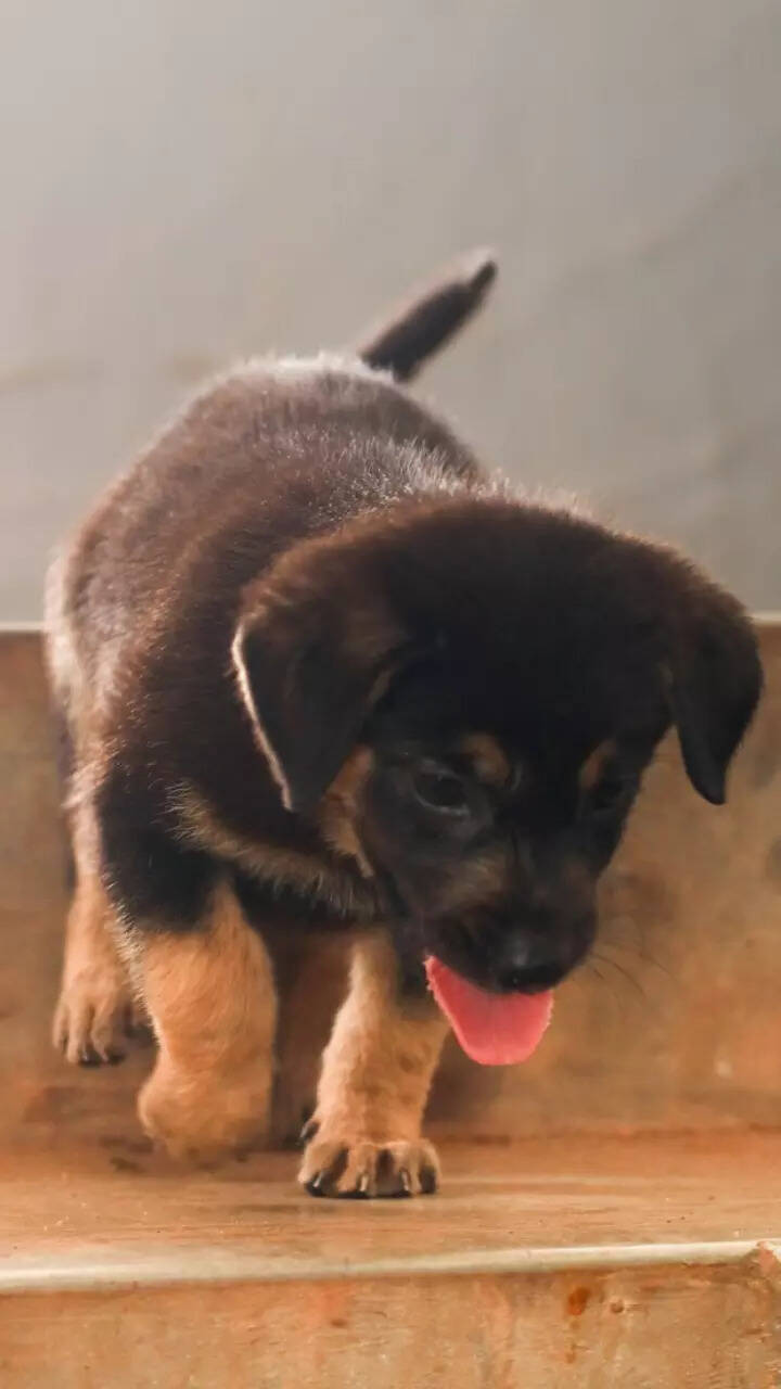 10-dog-breeds-that-are-less-likely-to-bite-15-minute-news