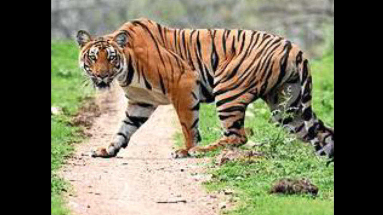 While the forest department claims it is a leopard, locals insist the big cat was striped 