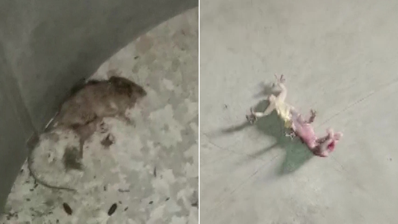 WB: Ruckus over rat & lizard in mid-day meal