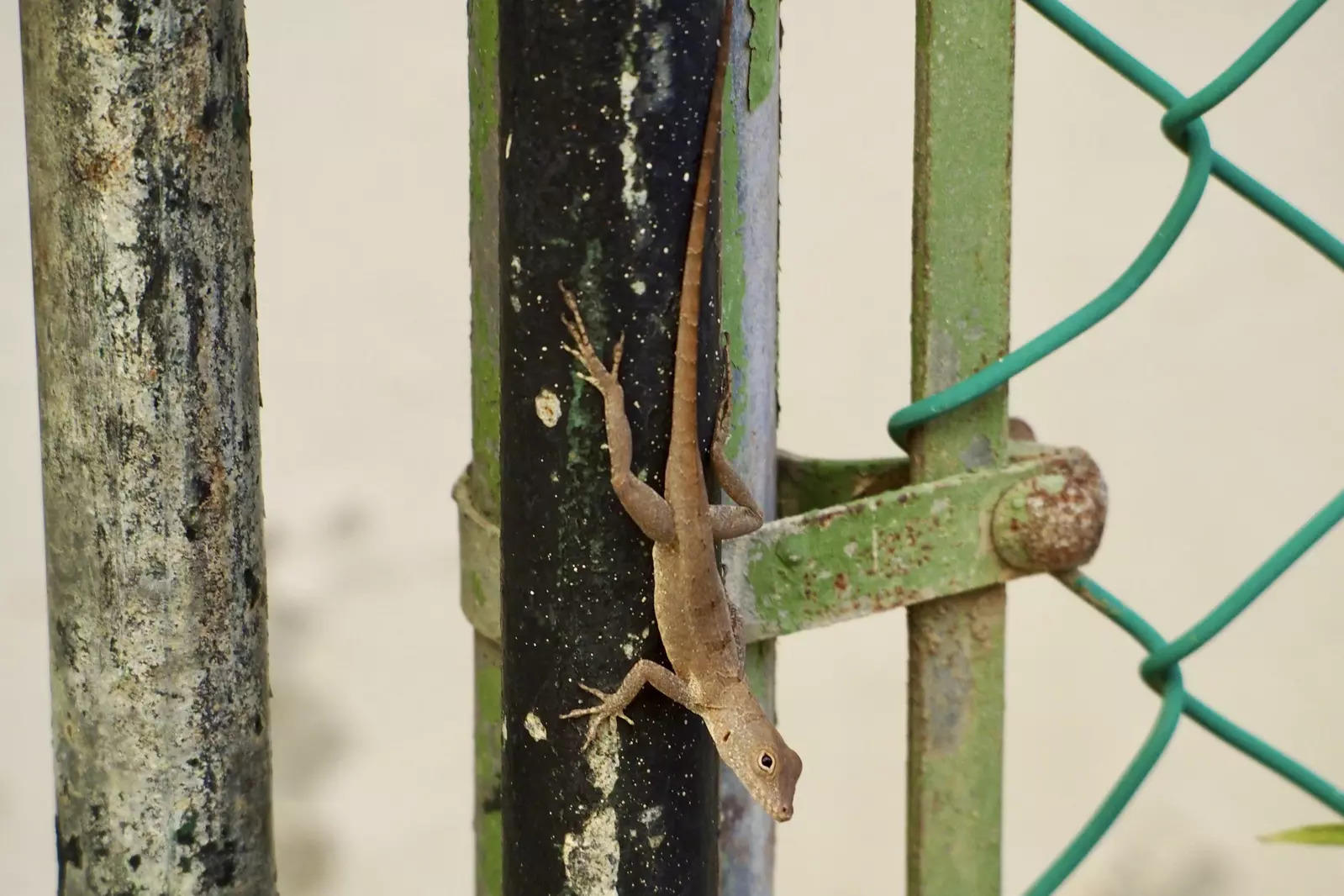 In this photo courtesy of evolutionary biologist Kristin Winchell, an Anolis cristatellus lizard stands on a gate in Rincon, Puerto Rico.