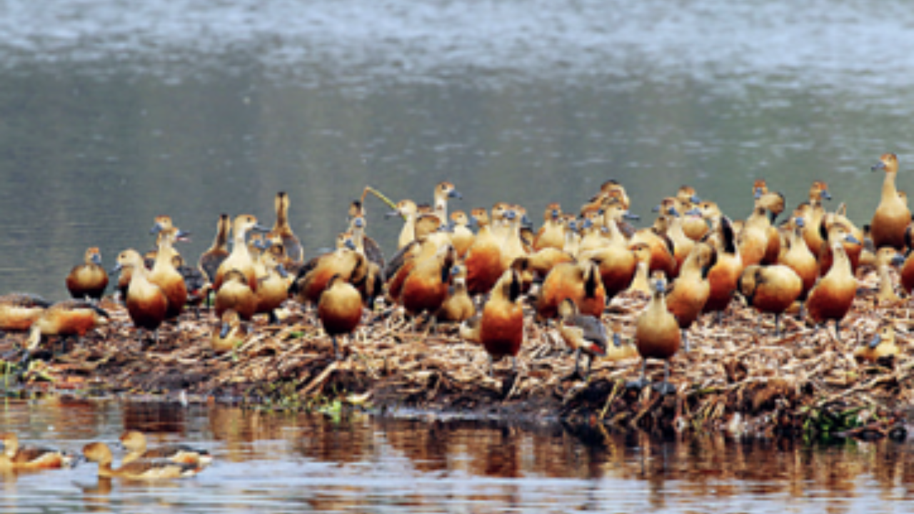 Migratory birds skip Bengal's Santragachhi Jheel