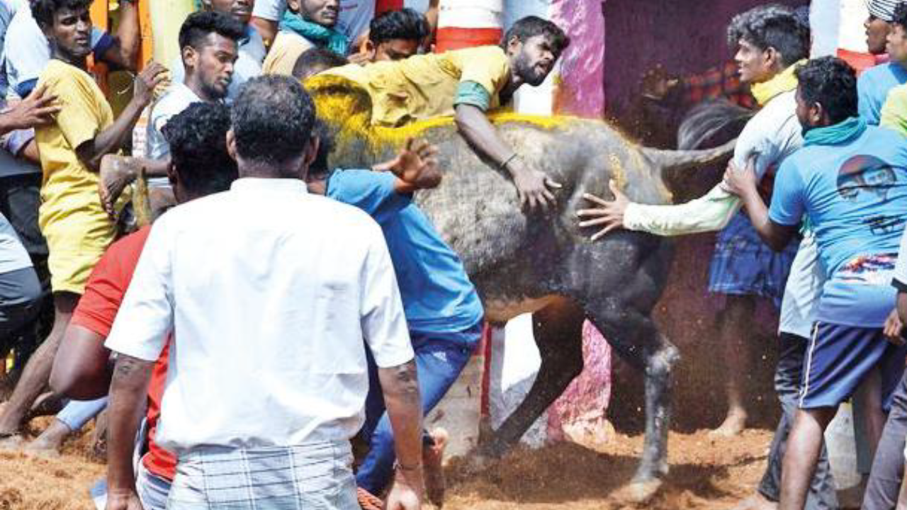Arvind Raj being tossed over by a bull at the jallikattu event in Palamedu town of Madurai district on Monday