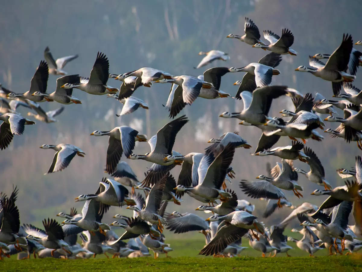 Gharana Wetland in Jammu to be developed into a bird sanctuary