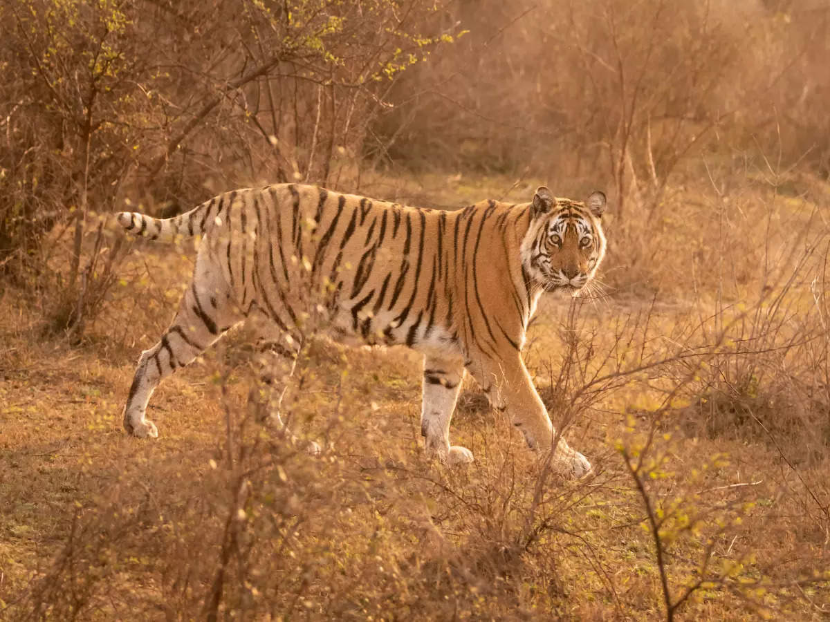 Did you know this about Sariska National Park and Tiger Reserve?