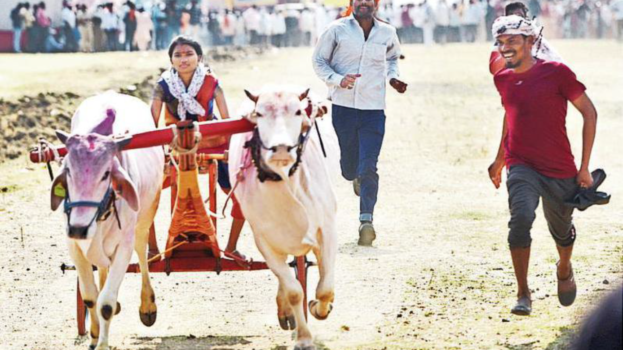 One of the 16 participants shows her mettle in the bullock cart race at Dhamangaon on Wednesday 