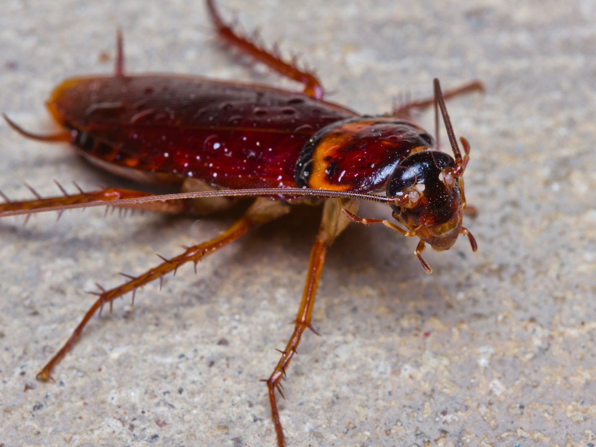 This Canadian zoo will let you name a cockroach after your ex this ...