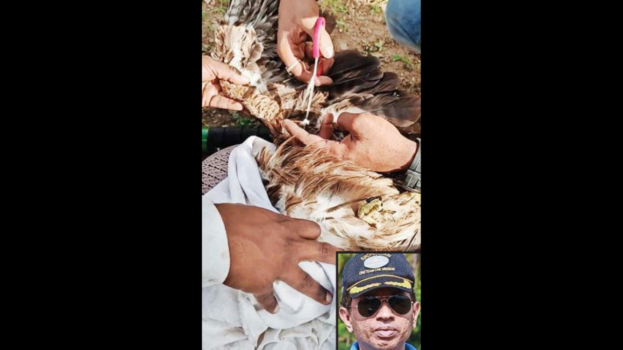 Besides saving birds, rescuers try to remove all strings dangling on trees to prevent more harm. (Inset) Col Shariff