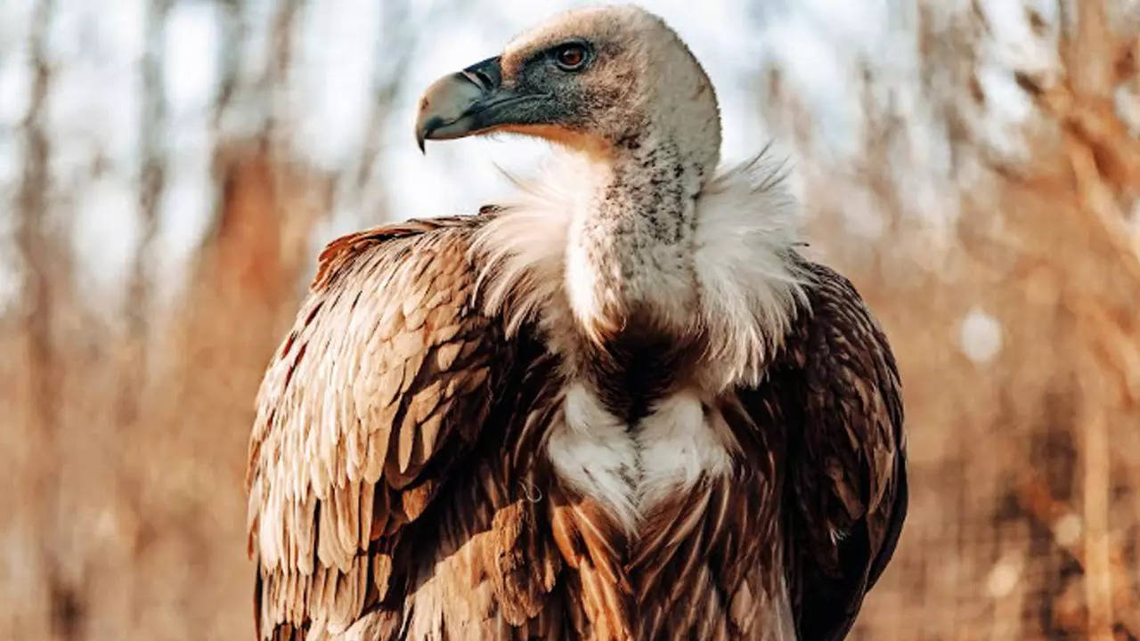 Vulture Census: Saving the natural scavengers | Lucknow News ...