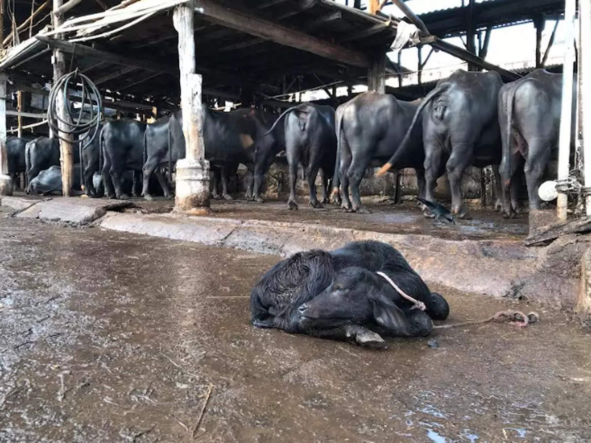 Animal Equality uncovers cruel and illegal practices of the dairy industry