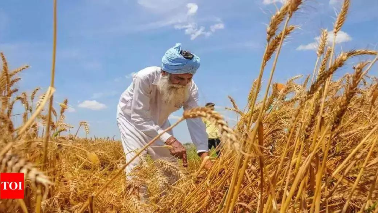 Climate change may hit Punjab agri output by 2050: Study