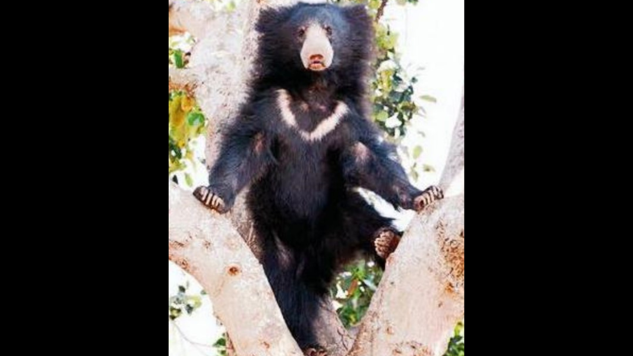 Pair Of Sloth Bears To Be Shifted To Sariska | Jaipur News - Times of India