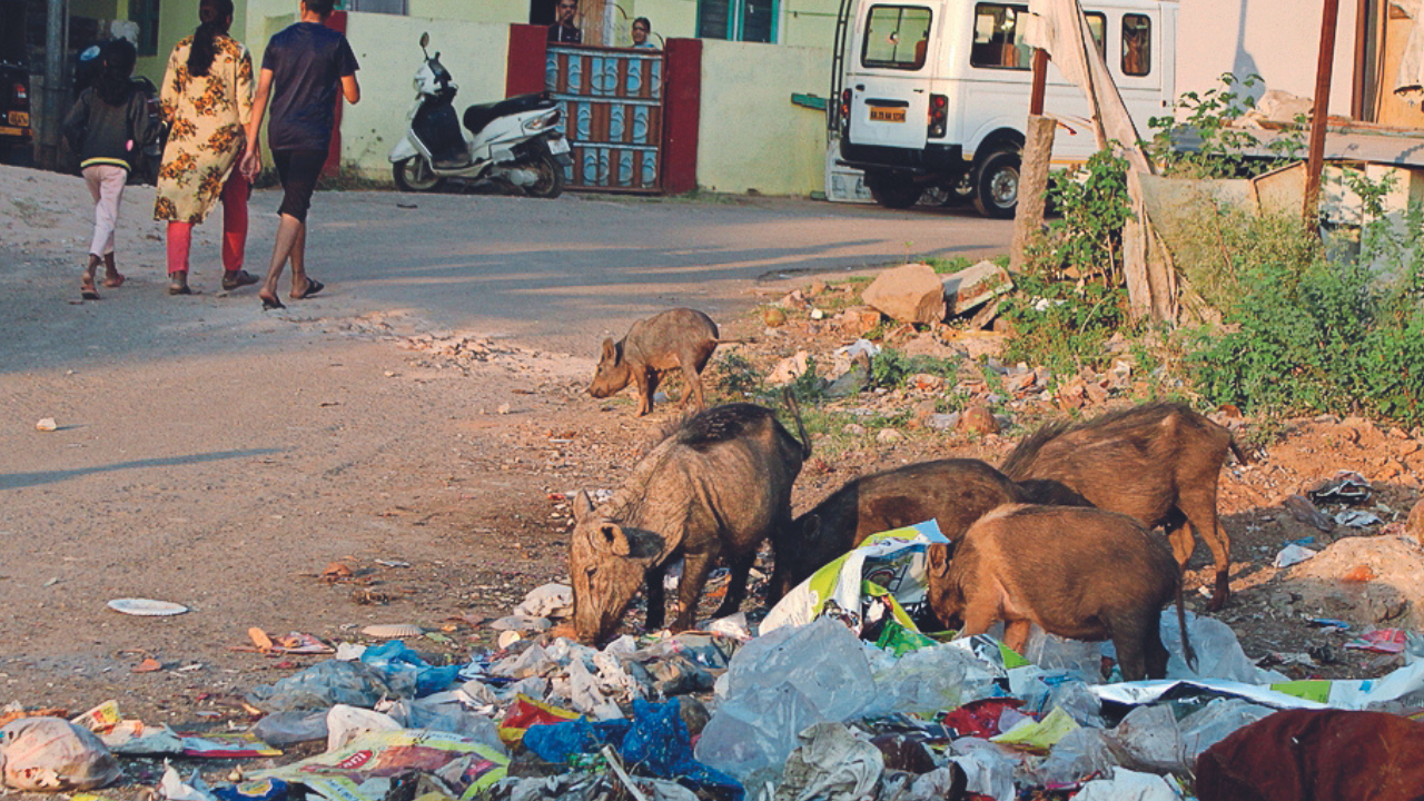 Pig menace continues to plague outskirts of Hubballi