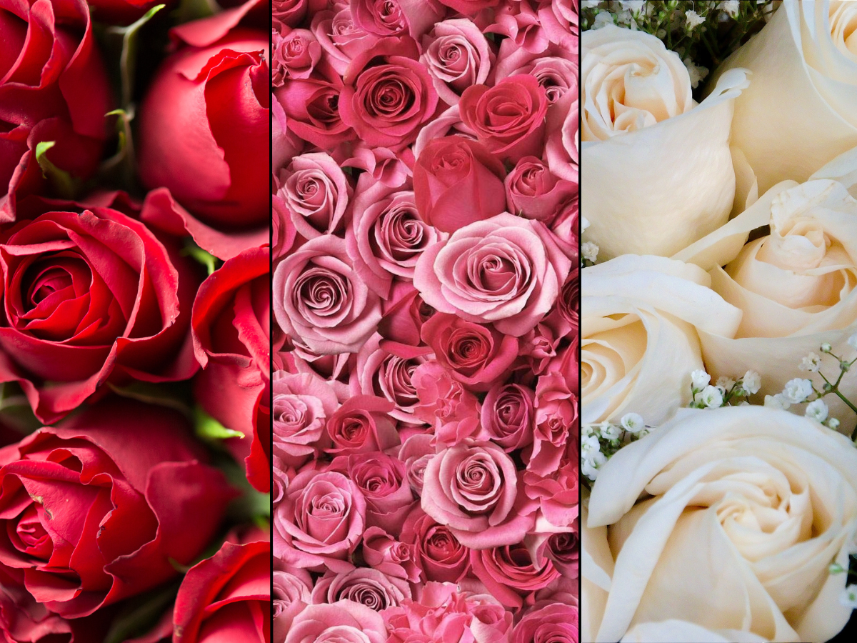 Happy Rose Day 2023: Red, pink or white? Meaning behind the color ...