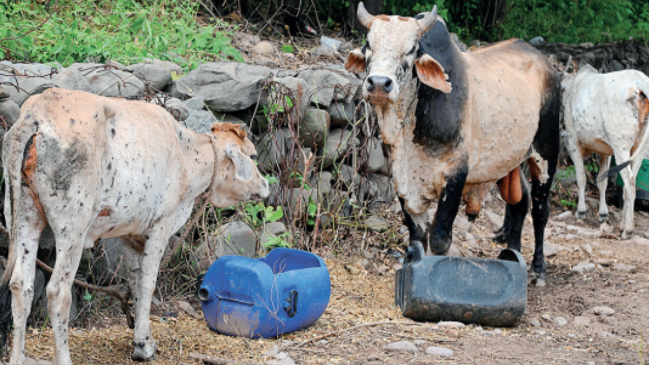 Lumpy skin disease claimed more than 30,000 cattle in Karnataka