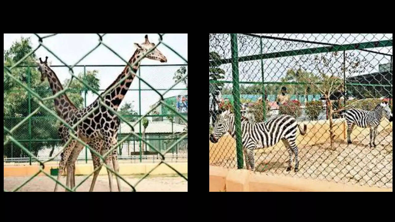 New Town Mini Zoo To Host Tigers, Lions | Kolkata News - Times of ...
