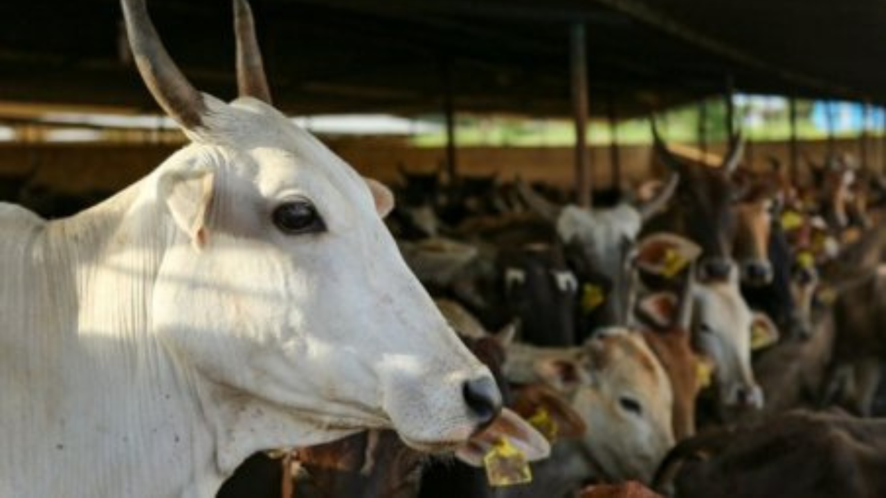 Animal Welfare Board withdraws appeal to celebrate February 14 as 'Cow Hug  Day' amid criticism | India News - Times of India
