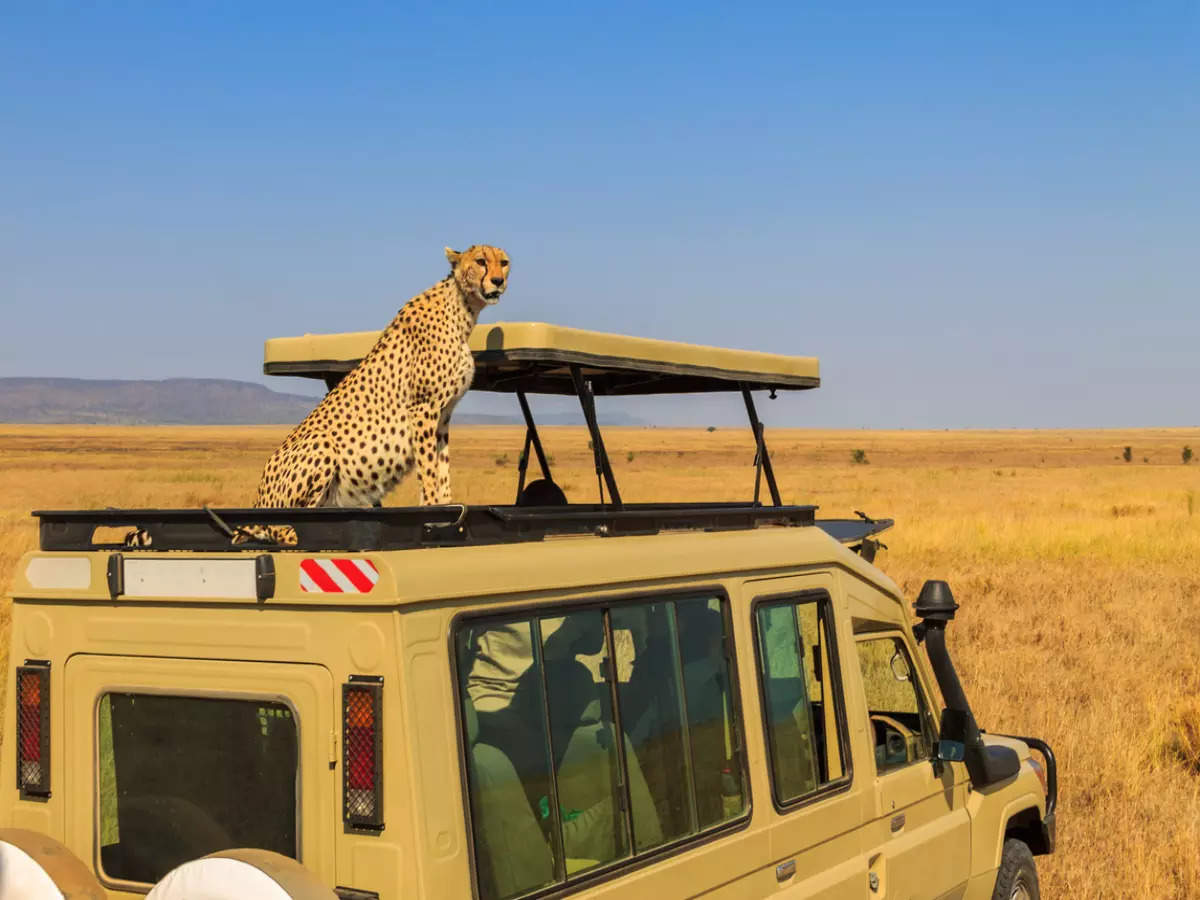 Into the wild: Cheetah jumps inside safari vehicle!