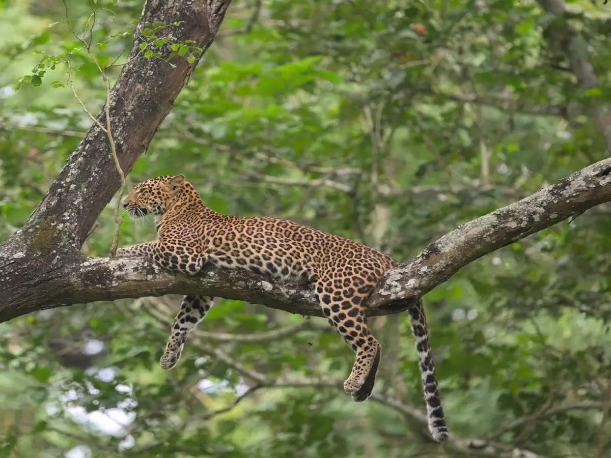 A beginner’s guide to Kabini