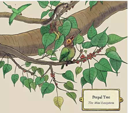 PEEPAL POWER: Peepal trees, which grow high but don’t need much soil, form a mini-ecosystem, supporting birds, bats, wasps and squirrels. Picture courtesy: The Living Museum