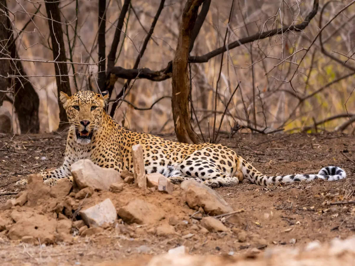 Exploring Jhalana, Rajasthan’s leopard country