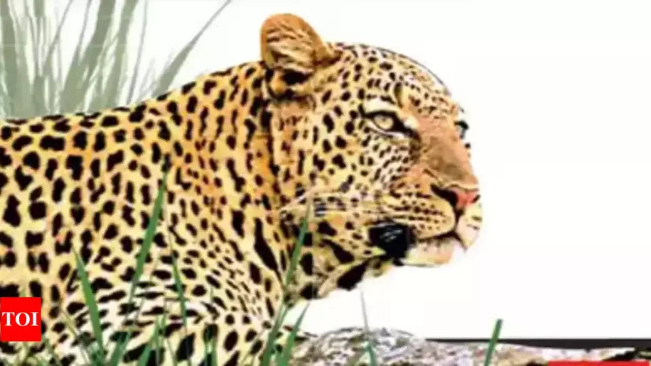 Bijnor: Leopard Captured In Bijnor Dist | Meerut News - Times of India