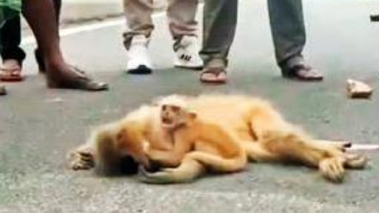 Baby golden langur cries after mother killed by speeding vehicle in Assam