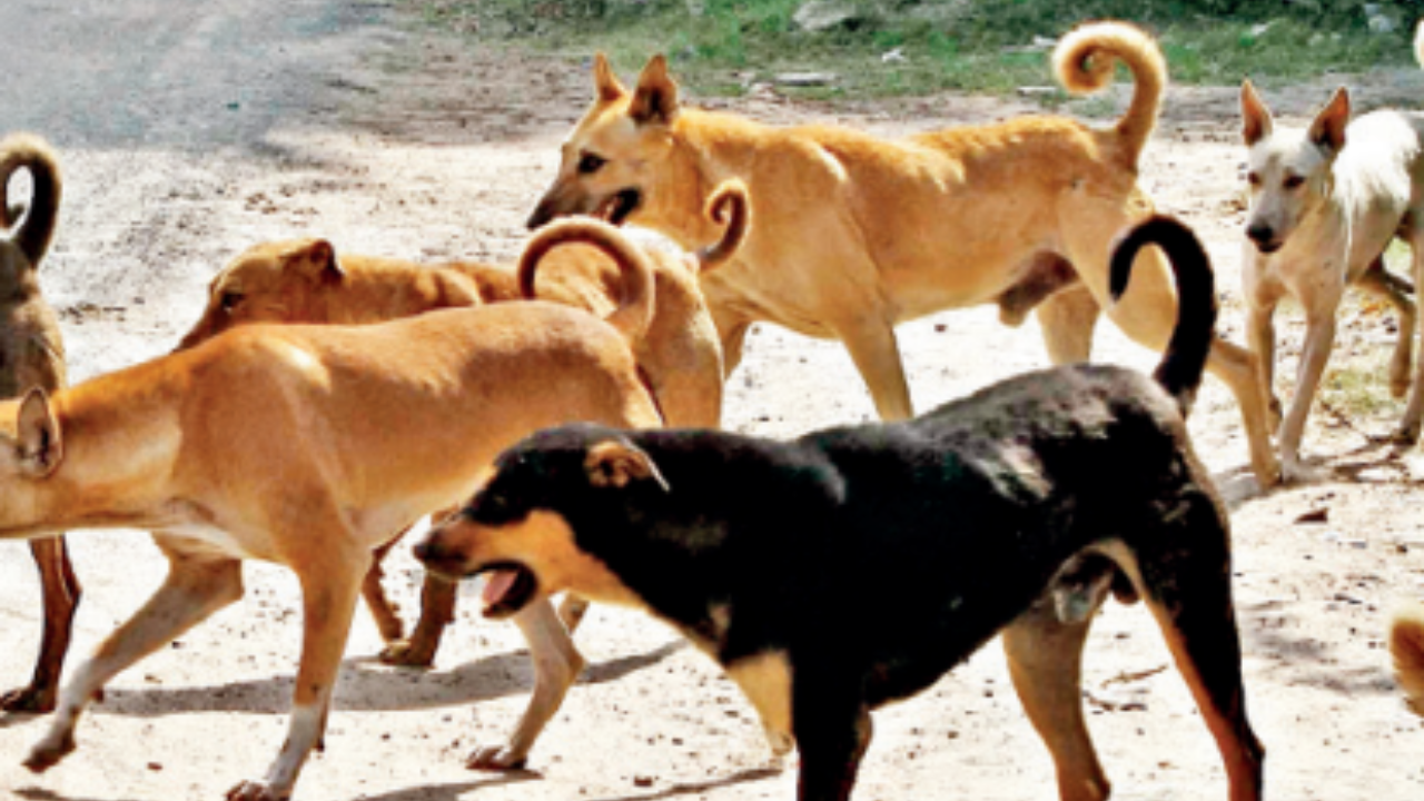 VIP Road, Surat Map, Property Rates, Projects, Photos, Reviews, Info