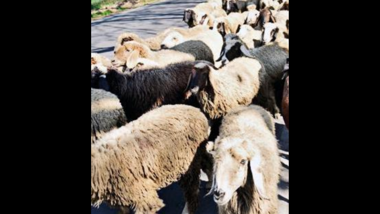 Sheep rearing now a major earning source in Himachal Pradesh | Shimla News  - Times of India
