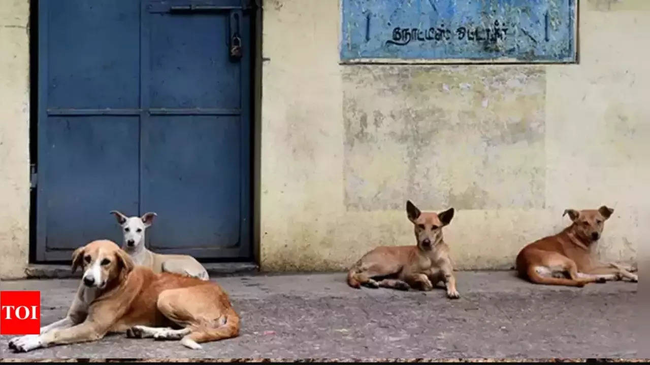 Anjing liar membunuh gadis UP berusia 3 tahun, ditemukan 200 bekas gigitan |  Berita India