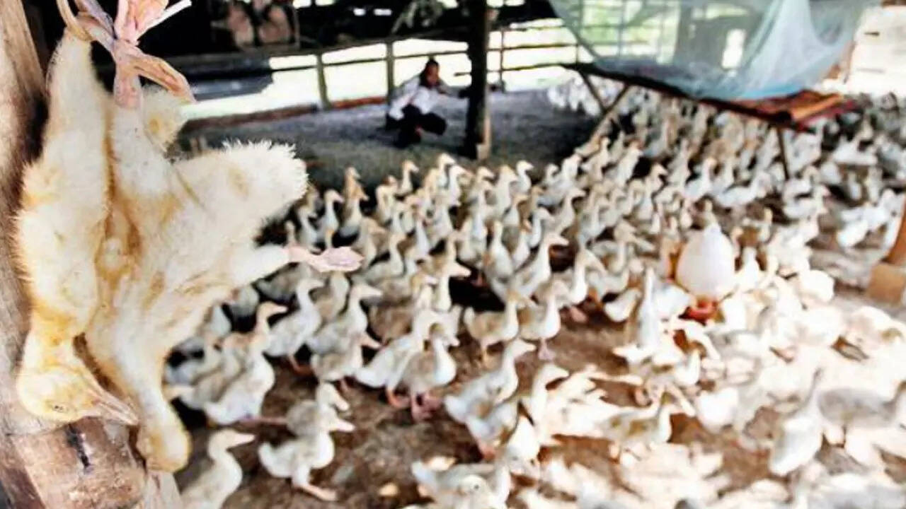 Bird flu in Ranchi's backyard poultry, Jharkhand on high alert | Ranchi News - Times of India Bird flu in Ranchi's backyard poultry, Jharkhand on high alert | Ranchi News - Times of India