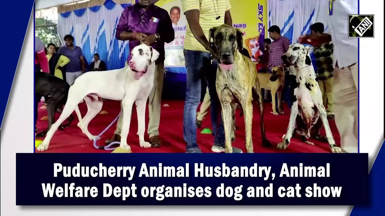 Puducherry Animal Husbandry, Animal Welfare Dept organises dog and cat show  | City - Times of India Videos